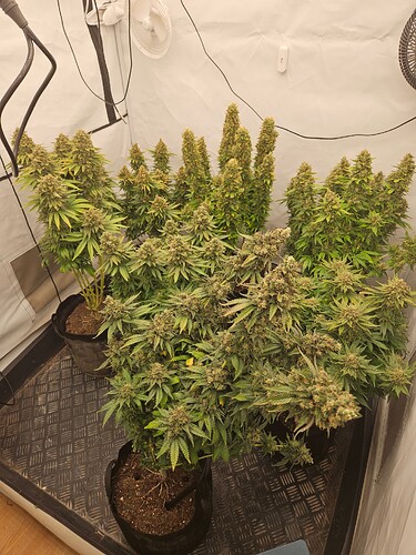 Growreport Bild 1