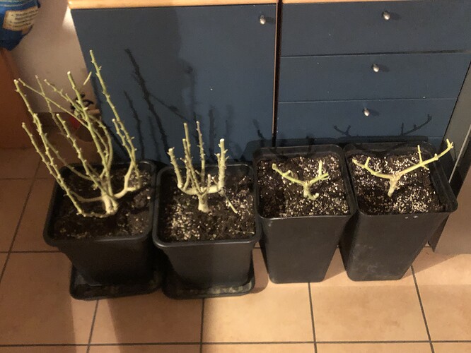 Growreport Bild 11