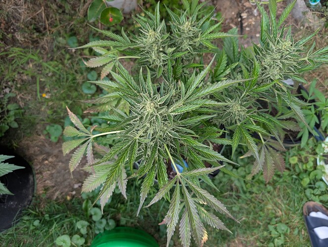 Growreport Bild 1