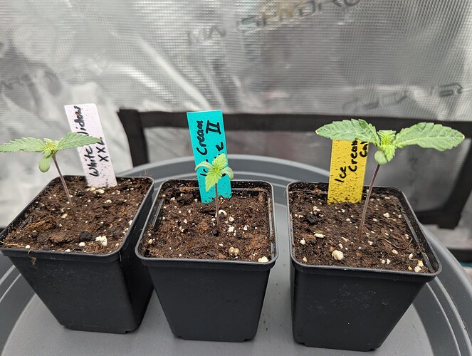 PXL_20250514_182020196