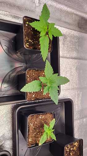 Growreport Bild 7