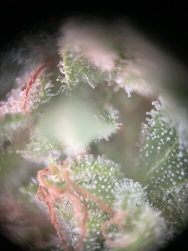 Growreport Bild 5