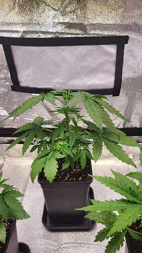 Growreport Bild 7