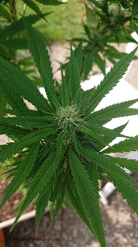 Growreport Bild 21