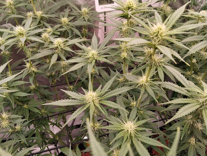 Growreport Bild 10