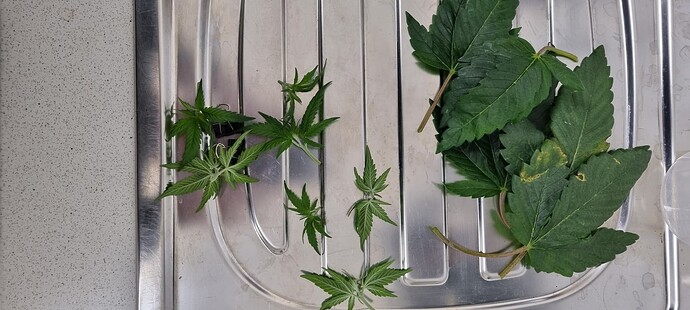 Growreport Bild 1