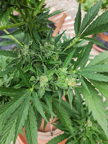 Growreport Bild 2