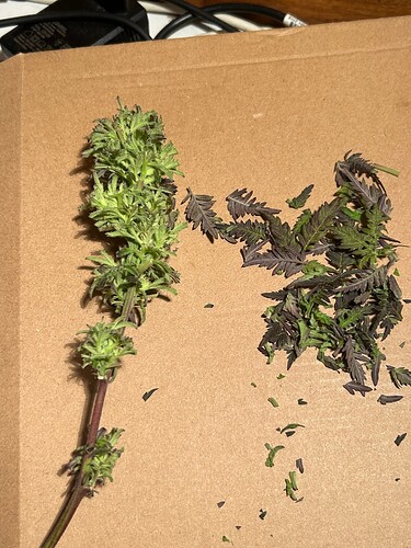 Growreport Bild 1