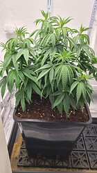 Growreport Bild 25
