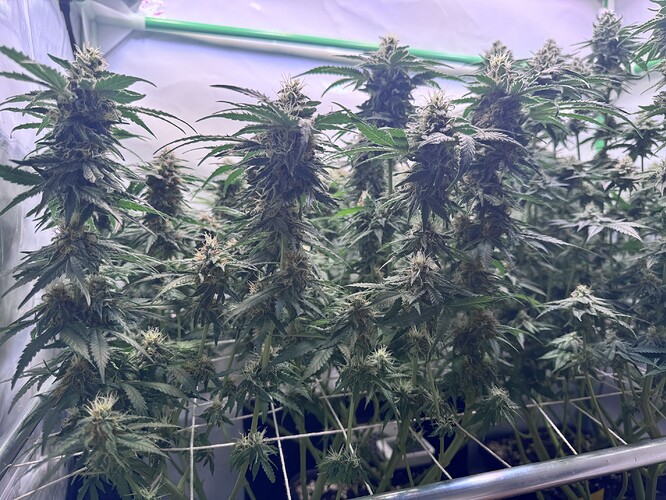 Growreport Bild 13