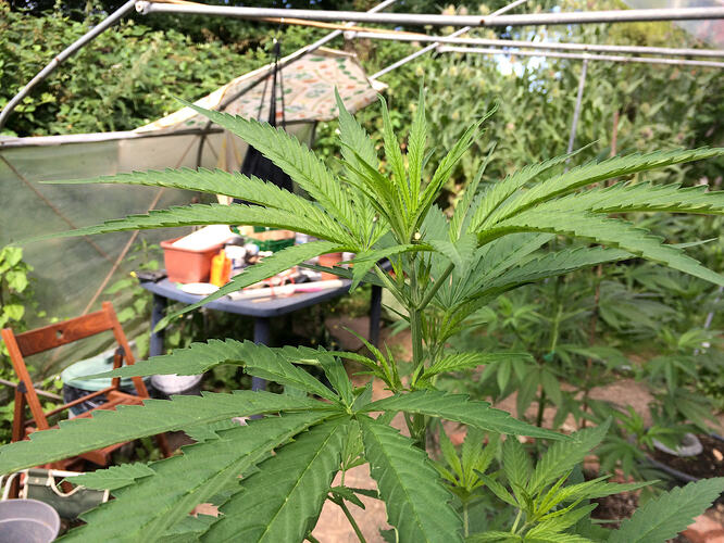 Grow26_0714_06