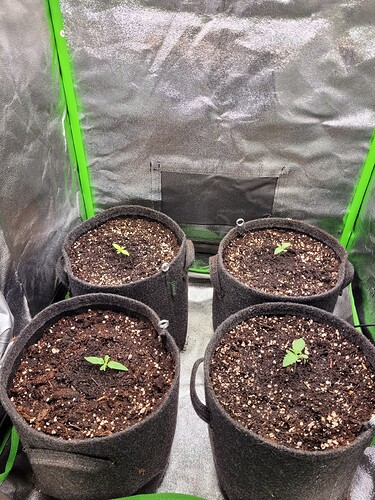 Growreport Bild 7