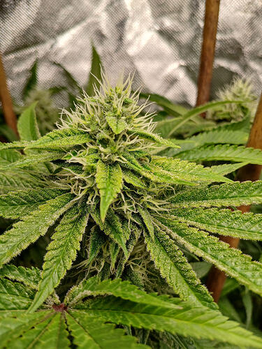 Growreport Bild 6