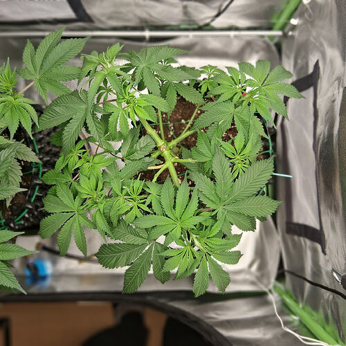 Sensi Skunk(1) RECHTS   15_2_2026