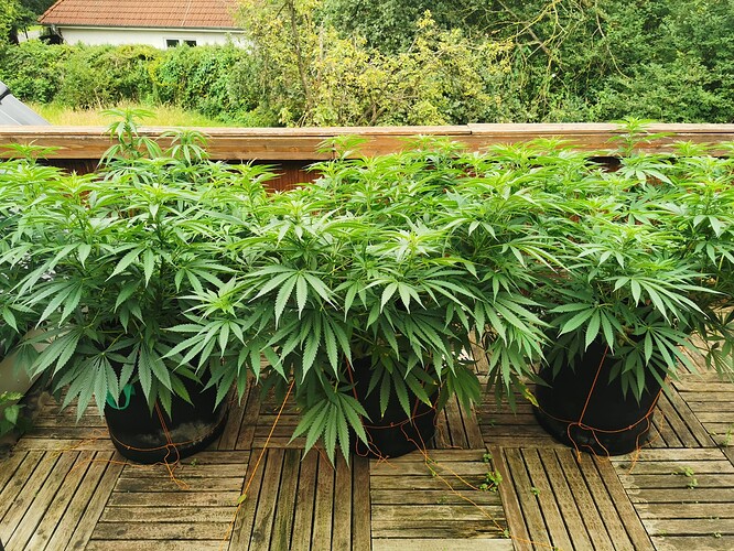 Growreport Bild 6