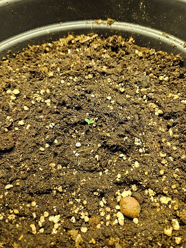 Growreport Bild 47
