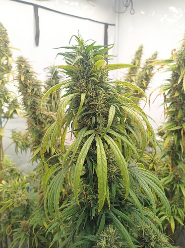 Growreport Bild 8
