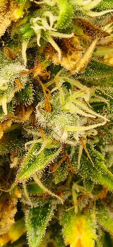 Growreport Bild 28