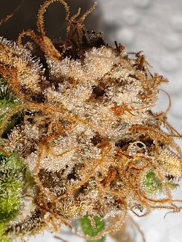Growreport Bild 39