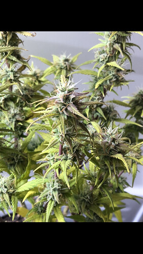 Growreport Bild 20