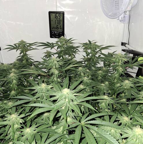 475564168_122165570432293599_4639807552741670849_n