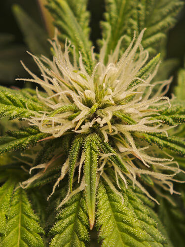 Growreport Bild 30