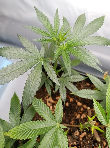 IMG_20240728_181351_757