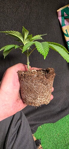 Growreport Bild 13
