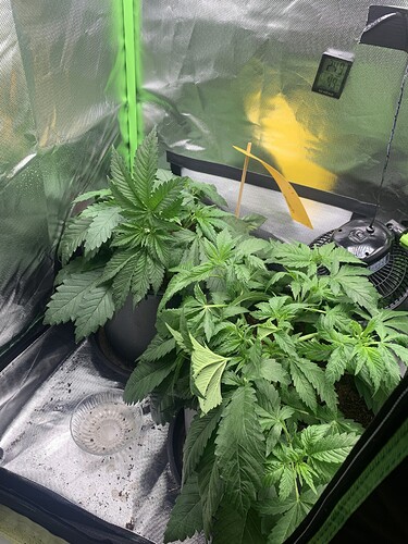 Growreport Bild 2