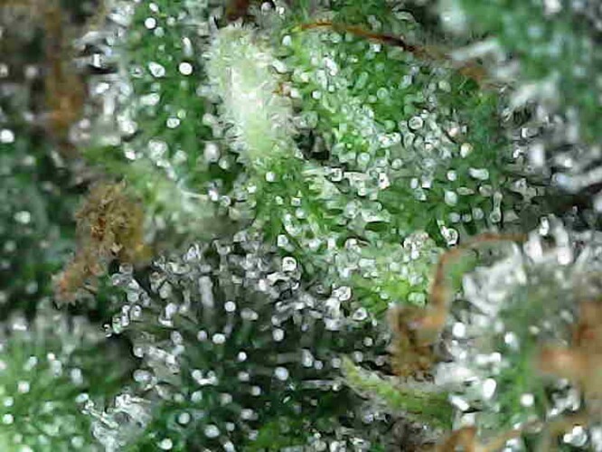 Growreport Bild 11