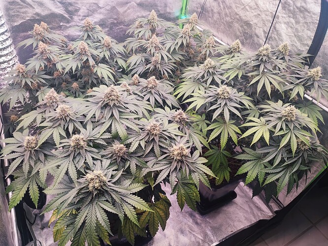Growreport Bild 24