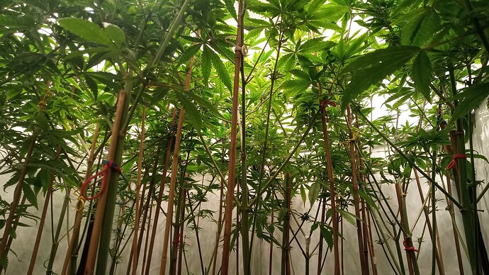 Growreport Bild 1