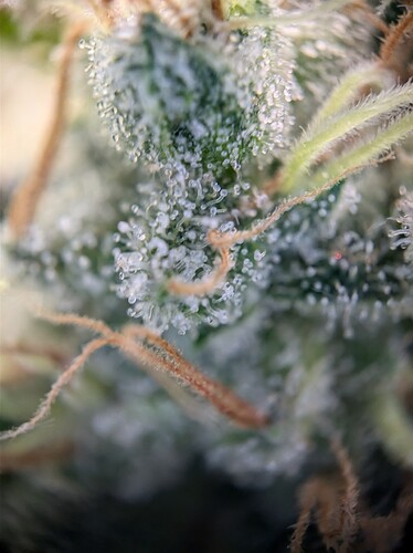 AGC_20240808_193142632.jpg_compressed