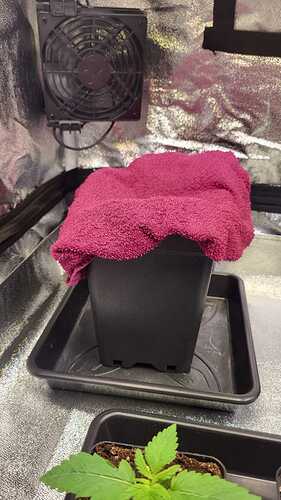 Growreport Bild 48