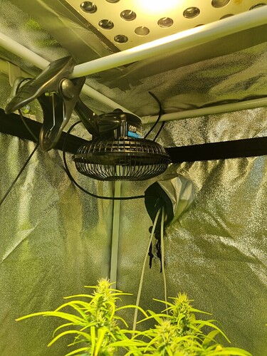 Zwei junge Cannabis-Pflanzen in der Blütephase unter einer LED-Lampe in einem Growzelt. Ein Ventilator ist an der Decke befestigt.