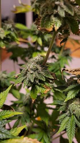 Growreport Bild 19