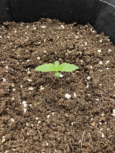 Growreport Bild 6