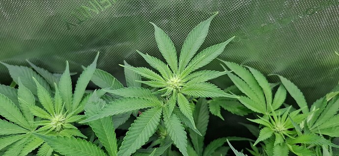 Growreport Bild 4