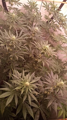 Growreport Bild 7