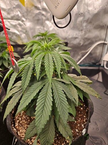 Growreport Bild 2