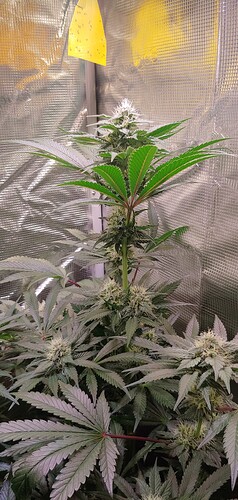 Growreport Bild 13