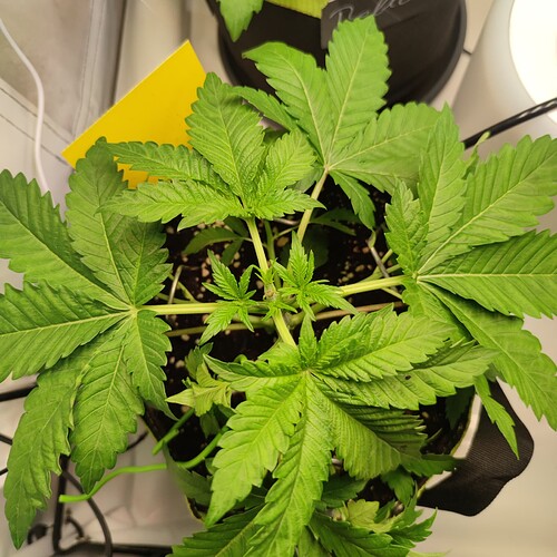 Growreport Bild 3