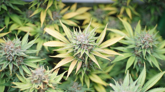 Growreport Bild 5