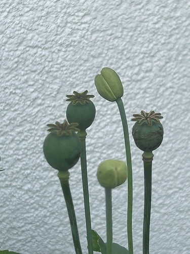 Growreport Bild 8