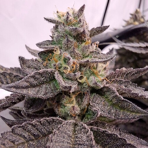 480555475_122169924950293599_5362391280725080685_n