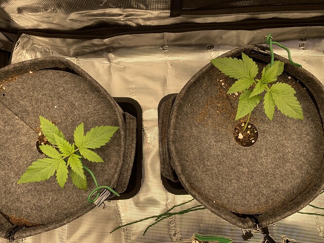 Zwei junge Cannabispflanzen in Vlies-Töpfen, die sich in der Wachstumsphase befinden.