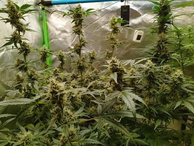 Mehrere Cannabis-Pflanzen in der Blütephase mit dichten Buds, die in einem Zelt wachsen.