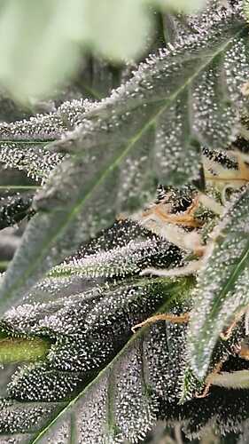 WhatsApp Bild 2024-06-03 um 20.05.24_65de358c