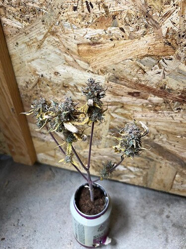 Growreport Bild 3