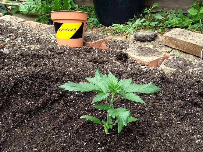Grow25_0527_07